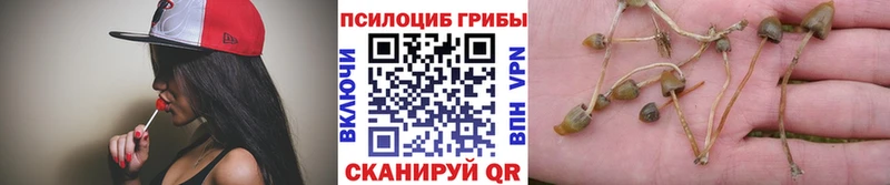 Псилоцибиновые грибы Cubensis  где можно купить наркотик  Кузнецк 