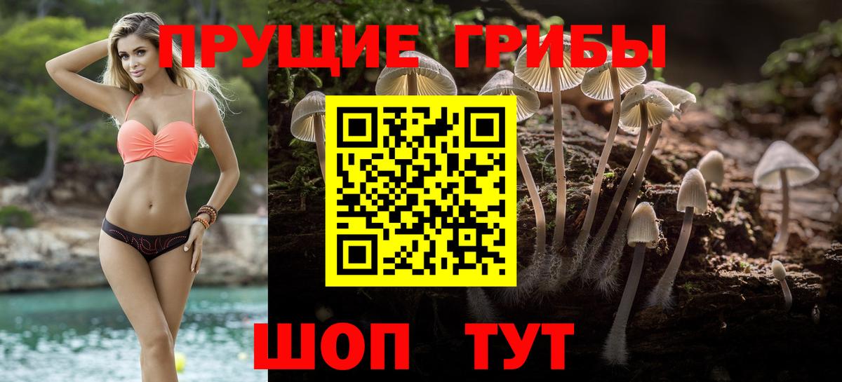 Псилоцибиновые грибы Psilocybe Кузнецк